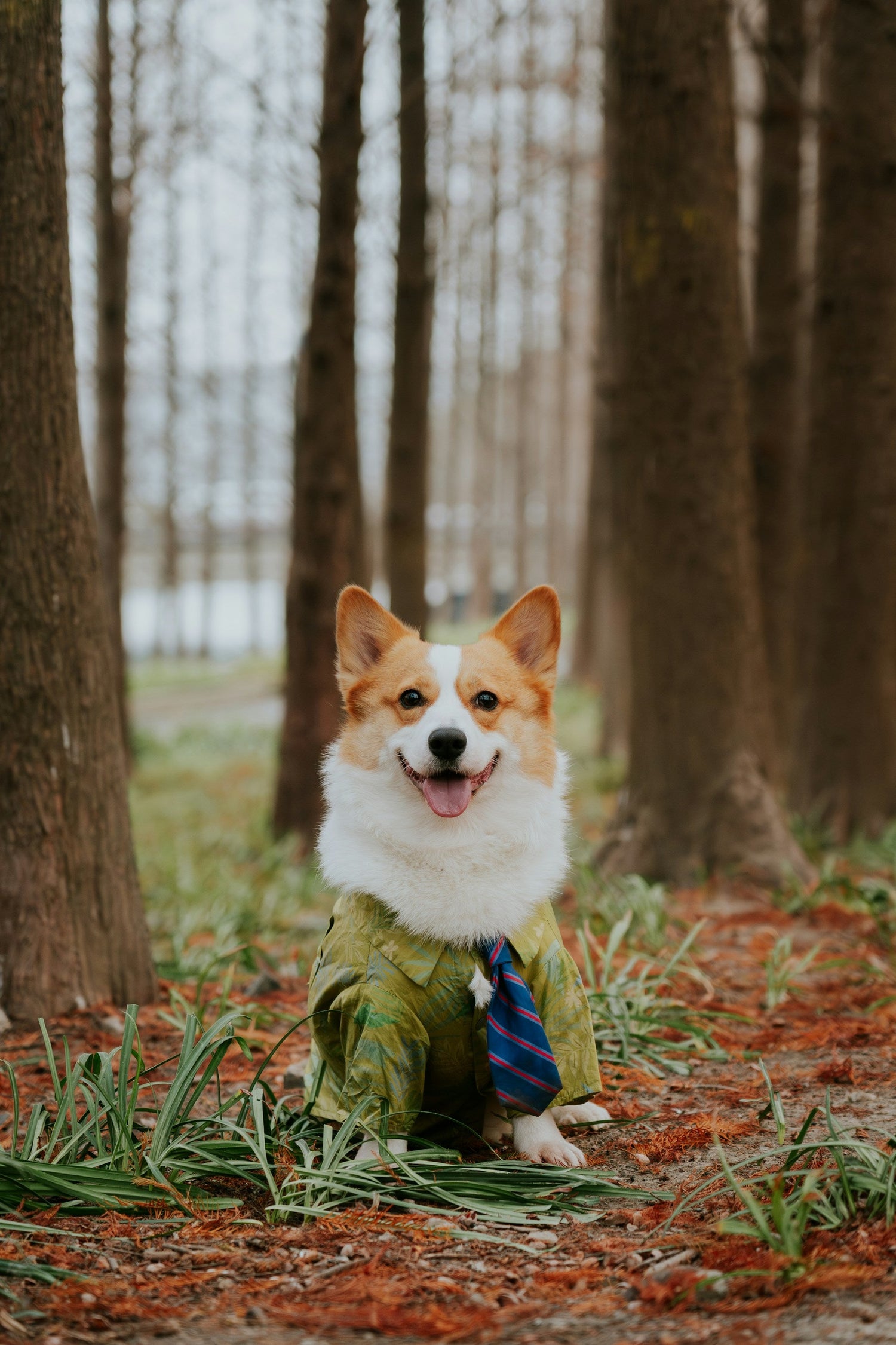 Pet Supplies